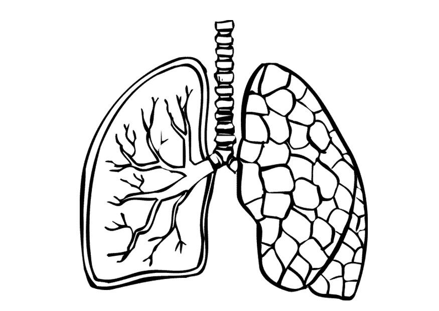 Coloriage poumons