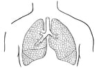 Coloriage poumons