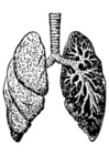 poumons