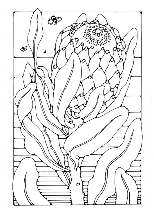 Coloriage protea