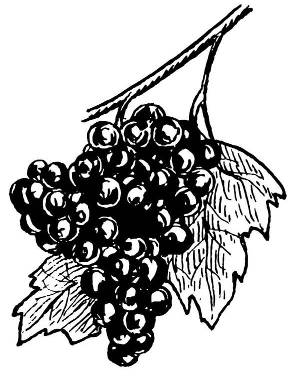Coloriage raisins