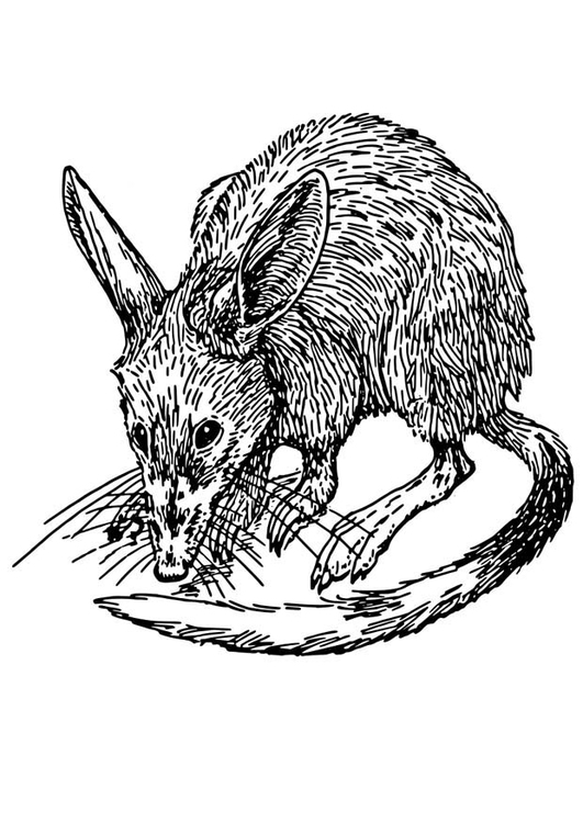 Coloriage rat - bandicoot