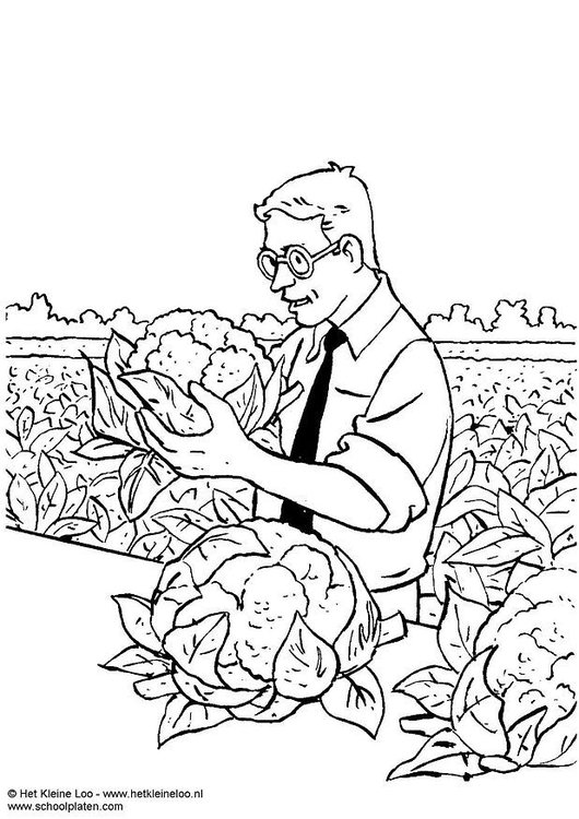 Coloriage Récolte Des Choux Fleurs Dessins Gratuits à Imprimer
