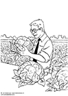 coloriage récolte des choux-fleurs