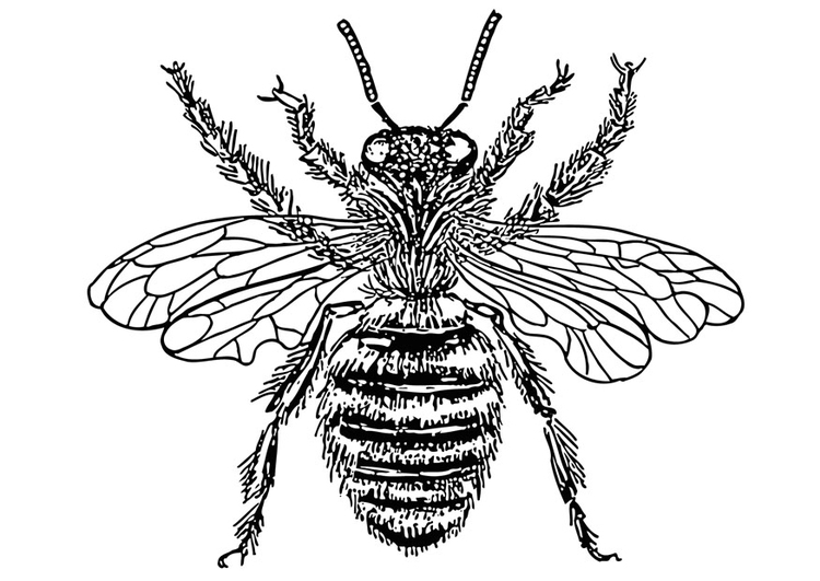 Coloriage reine des abeilles