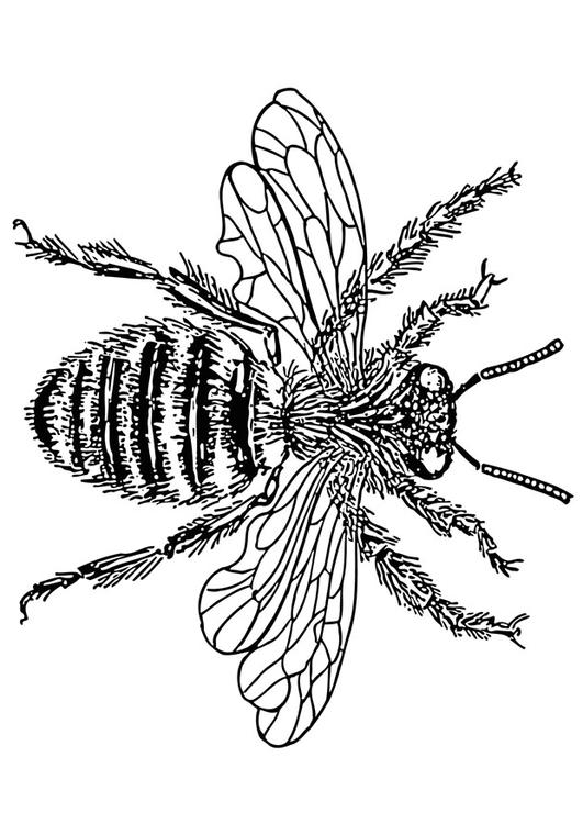 reine des abeilles