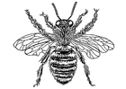 Coloriages reine des abeilles