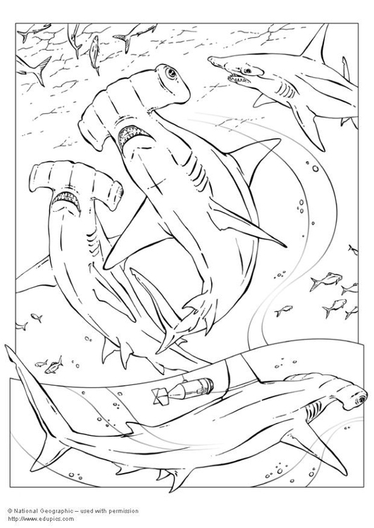 Coloriage requin marteau