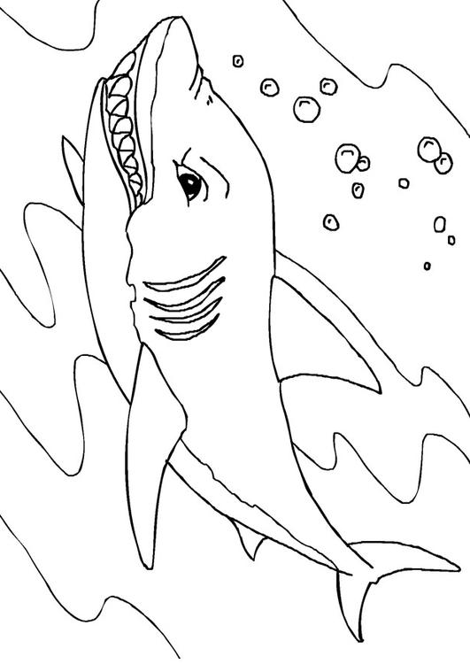 requin