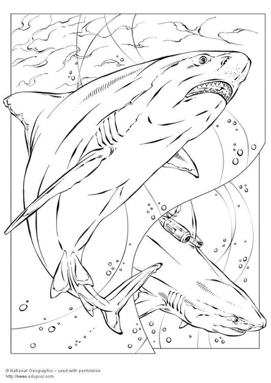 requin bouledogue
