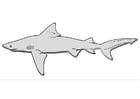 Coloriage requin