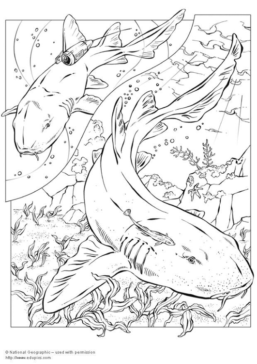 Coloriage requins