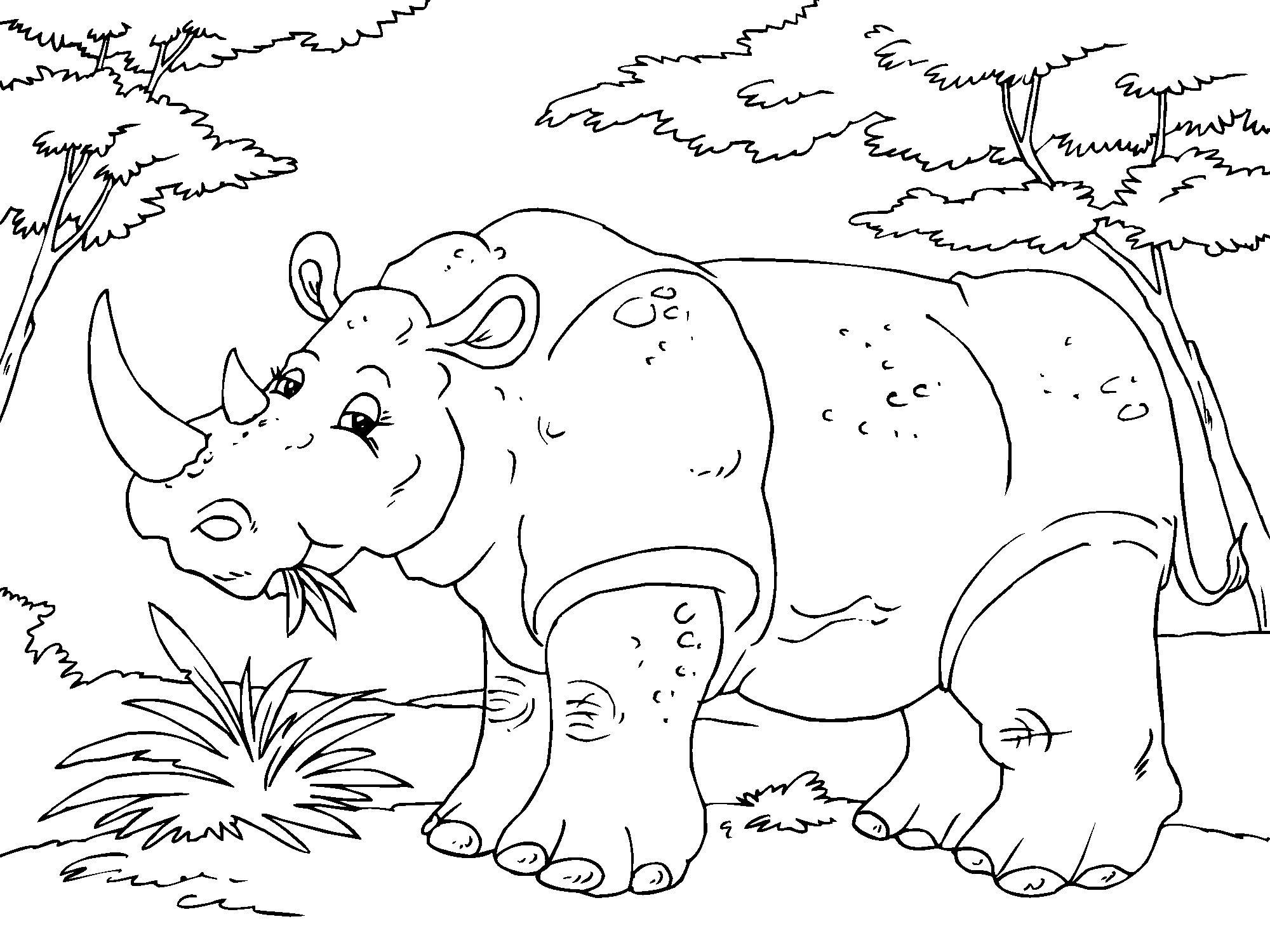 coloriage rhinoceros i