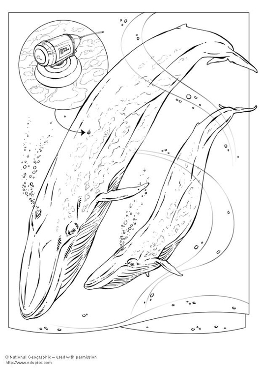 Coloriage rorqual bleu  Coloriages Gratuits à Imprimer  Dessin 5734