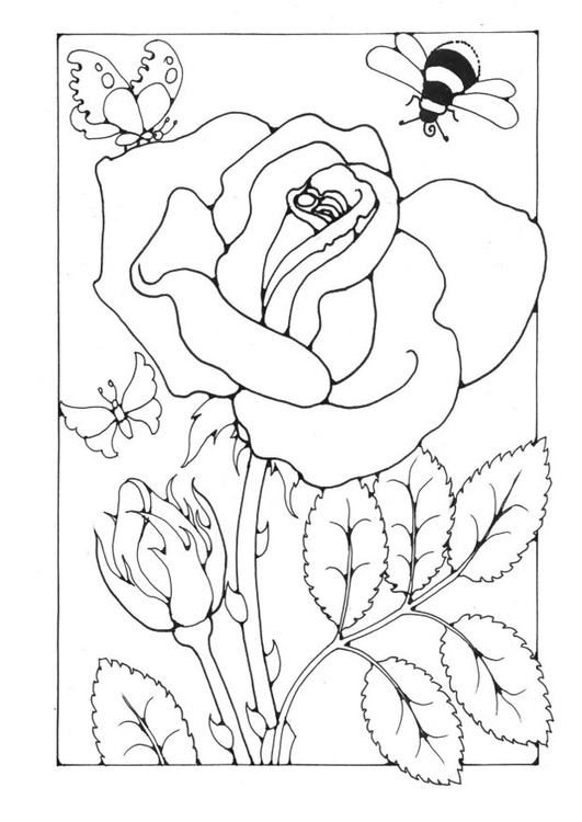 Coloriage rose avec abeille et papillon