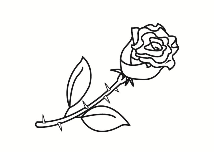 Coloriage rose