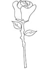 Coloriage rose