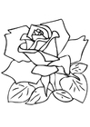 Coloriage rose