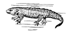 salamandre