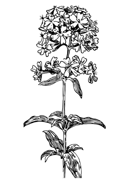 Coloriage saponaria