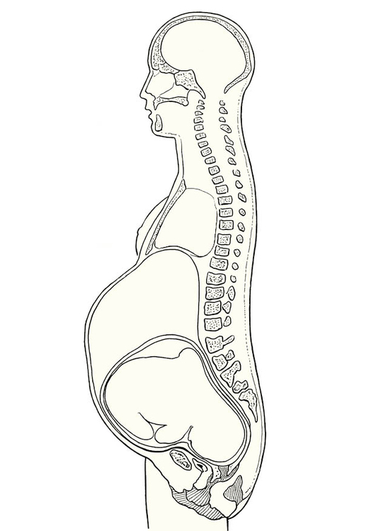 Coloriage section d'une grossesse