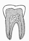 section de la dent
