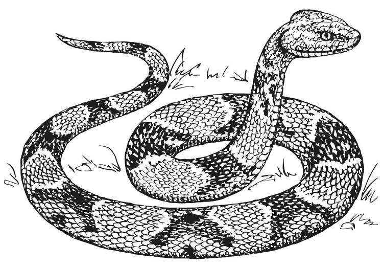 Coloriage serpent mocassin