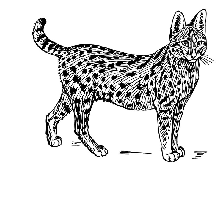 Coloriage serval