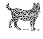 Coloriages serval