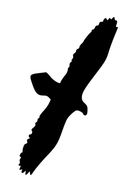 silhouette d'aigle