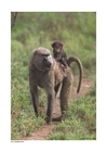 Photo singe