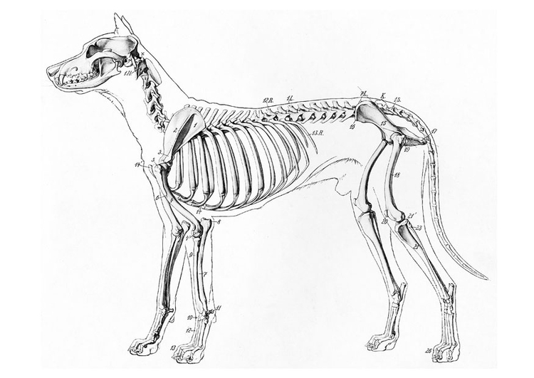 Coloriage squelette de chien