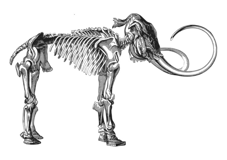 Coloriage squelette de mammouth