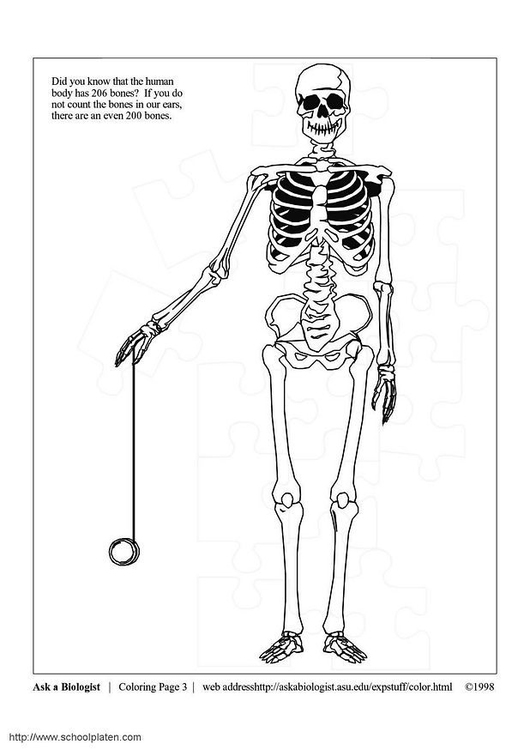 Coloriage squelette