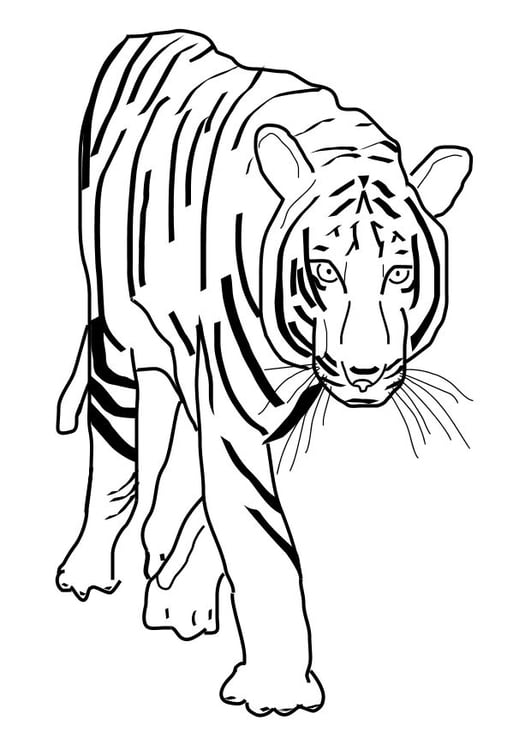 Coloriage tigre