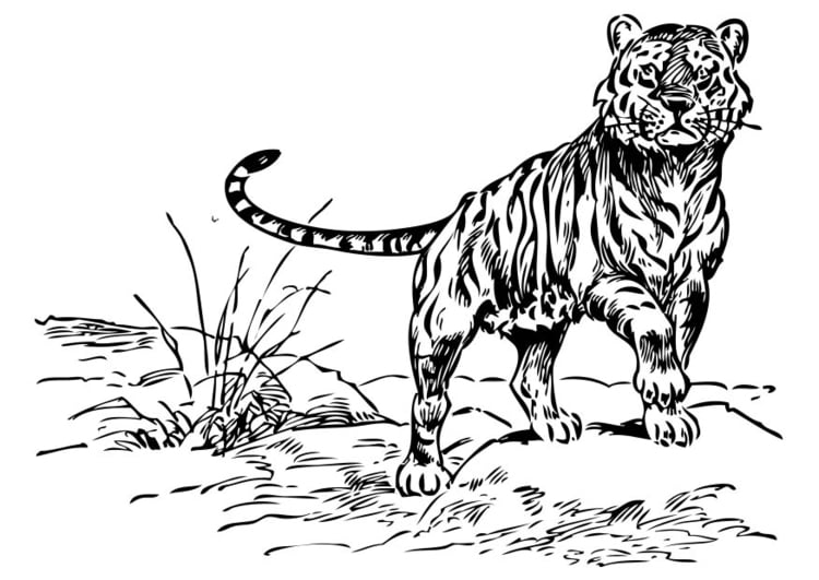 Coloriage tigre