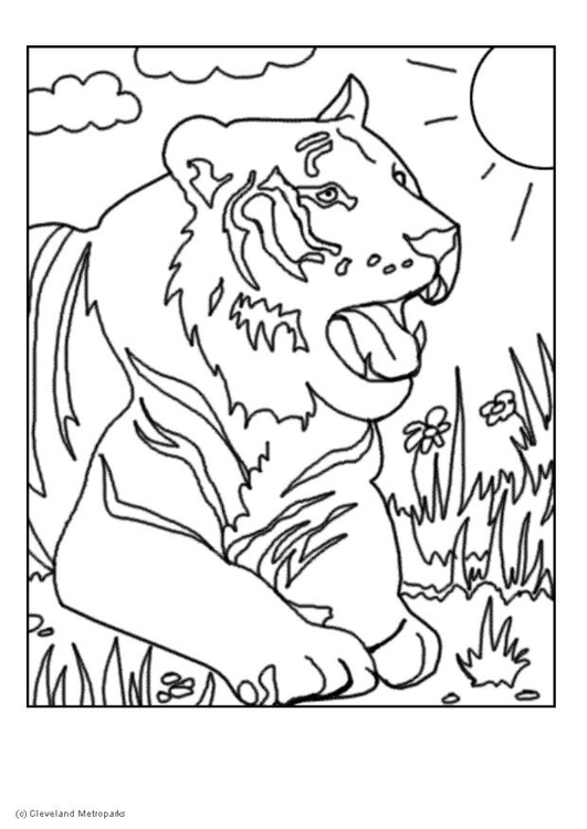 Coloriage tigre