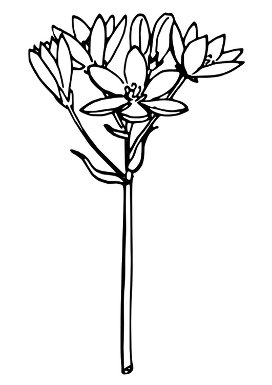 Coloriage Ã‰toile de BethlÃ©em