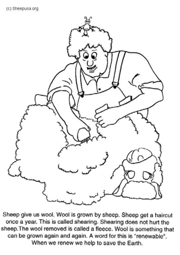 Coloriage tonte des moutons