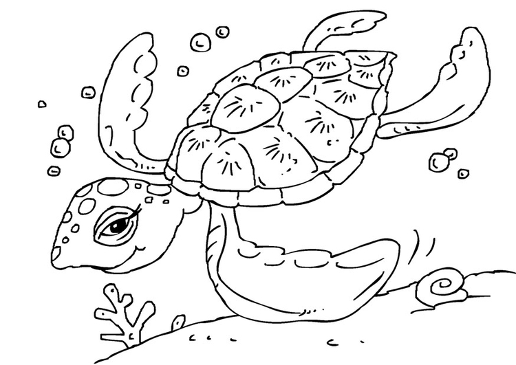 Coloriage tortue de mer