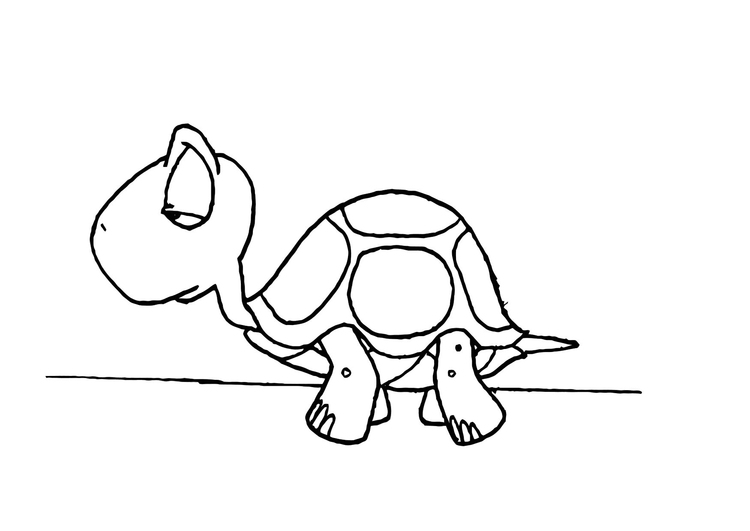 Coloriage tortue