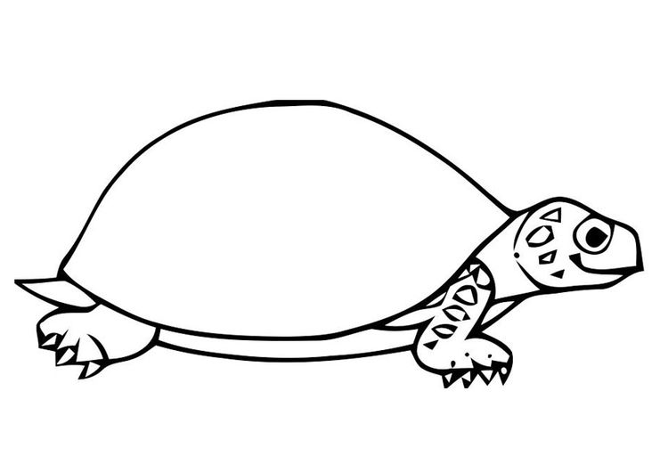 Coloriage tortue