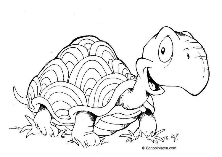 Coloriage tortue