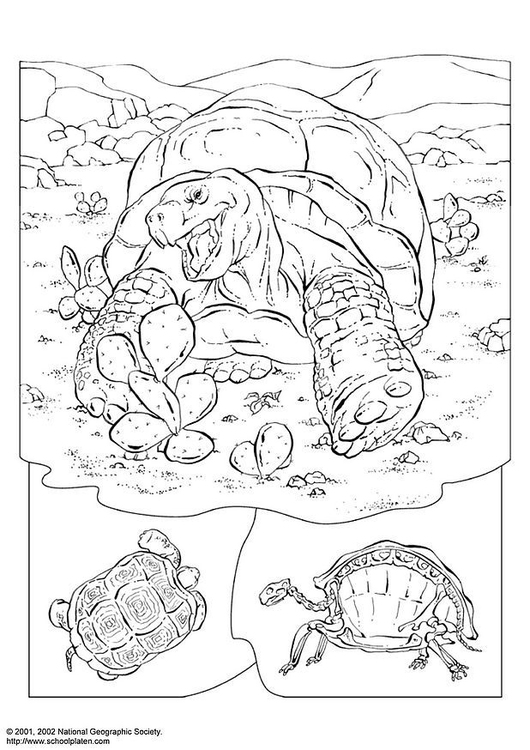 Coloriage tortue