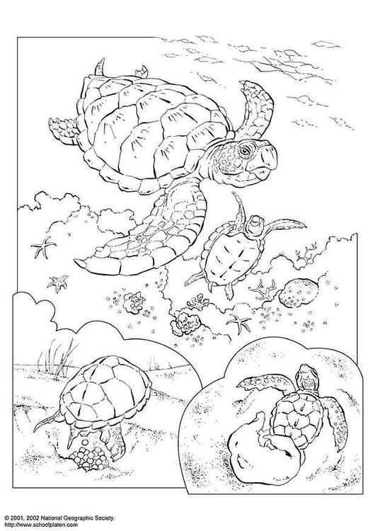 Coloriage tortue marine