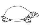 Coloriage tortue