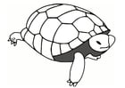 Coloriage tortue