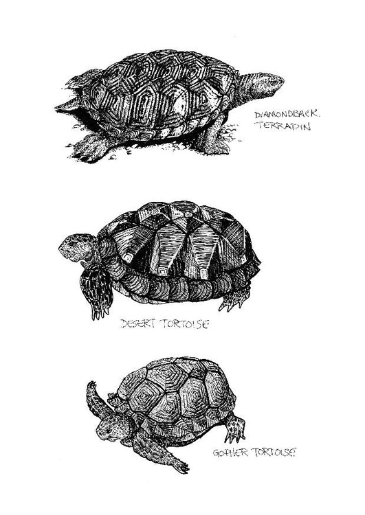 Coloriage tortues