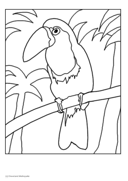 Coloriage toucan