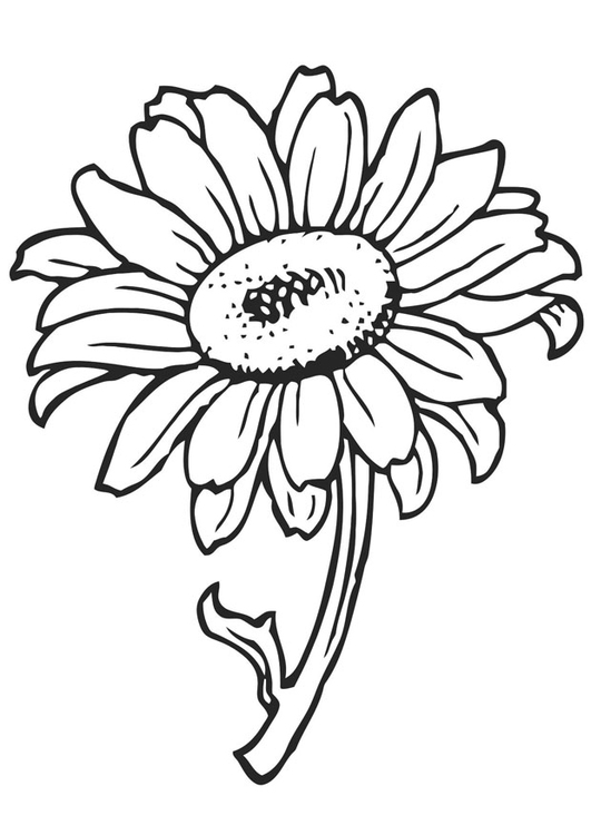 Coloriage tournesol